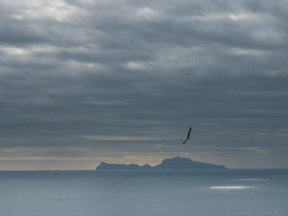 panorama from Naples on a cloudy day. In the foreground a seagull stands out, in the background the island of capri