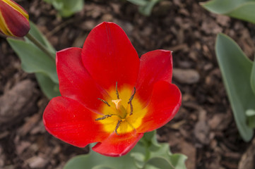 Tulipan