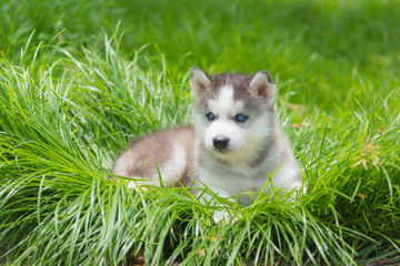 Little siberian puppy