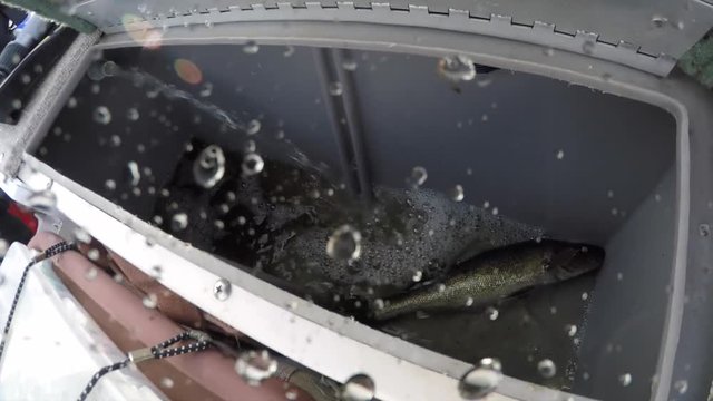 fish in boat live well splashes water on camera walleye pickerel