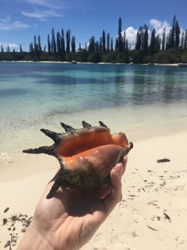 Coquillage plage de Kuto Ile des Pins 