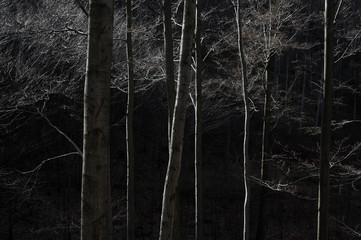 Bare deciduous trees are lit by side light, very dark background. Shapes lines and graphic visual of plants in the nature of woods and forest.