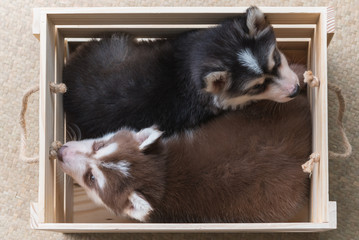 Siberian puppy in wooden box