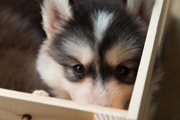 Siberian puppy in wooden box
