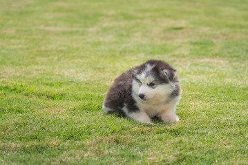 Cute siberian puppy