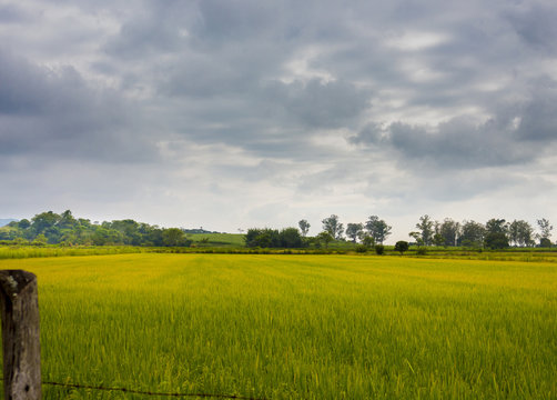 Clean fields