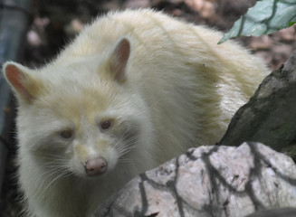 Unusual and Rare Albino Raccoon Face
