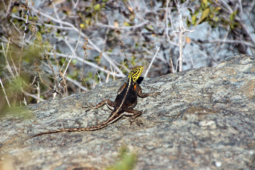 Eidechse in der Savanne von Namibia