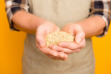Promo present promotion. Close up photo of raw fresh aromatic domestic gmo-free golden natural wheat in strong masculine man's hands he is wearing checkered shirt  isolated on bright yellow background