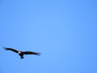 Condor flying
