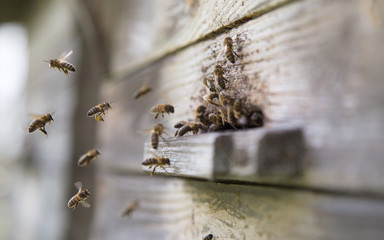 Bees landing at the beehive with pollen on the legs