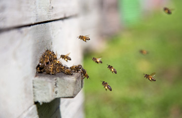 Bees landing at the beehive with pollen on the legs
