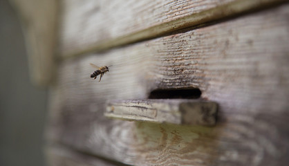 The last bee - single bee landing in the beehive