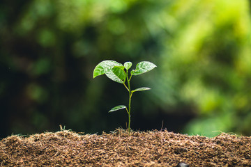 Fototapeta na wymiar Planting trees growth passion fruit and hand Watering in nature Light and background