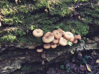 Honey agarics  (Armillaria mellea)