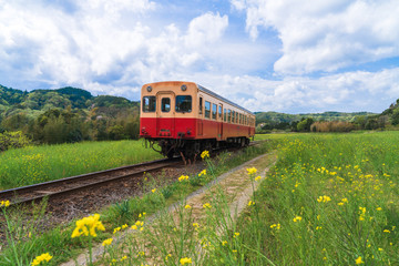 【千葉】小湊鉄道と菜の花畑