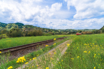 【千葉】小湊鉄道と菜の花畑