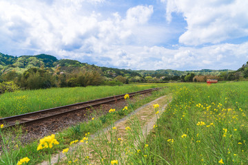【千葉】小湊鉄道と菜の花畑