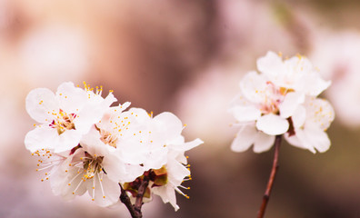 Apricot bloom. Candid. Copy space.
