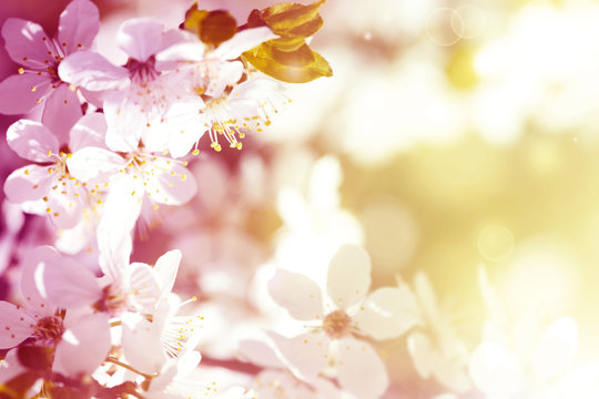 Art abstract spring background. Spring Blooming