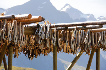 Norwegian stockfish dried by hang on the sun and fresh air