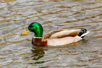 Obraz premium Wild animal duck
