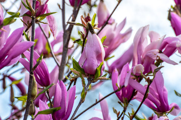 Fr&uuml;hlingsblumen