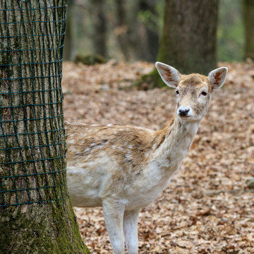 รูปภาพDaino – เลือกดูภาพถ่ายสต็อก เวกเตอร์ และวิดีโอ2,875 | Adobe Stock