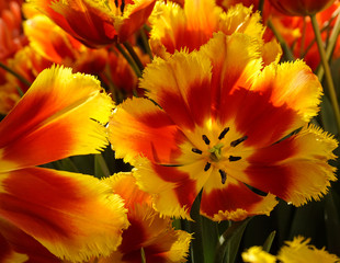 Цветущие тюльпаны в саду
