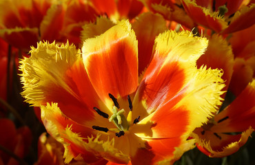 Цветущие тюльпаны в саду
