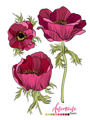 Vector floral bouquet design: garden red burgundy Anemony flower. Wedding vector invite card. Vector design element set © Tetiana Aralova