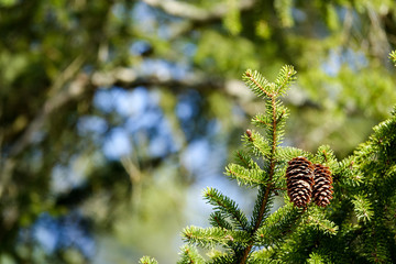 Beautiful picture of two cones hanging in a spruce / fir on a sunny day. Blurry copy space for own text.