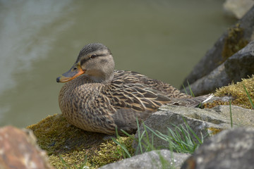 Anas platyrhynchos. A wild duck sits on a moss-covered stone.