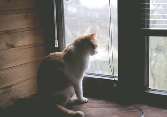 cat siting on window sill, looking out the window and waiting for somebody