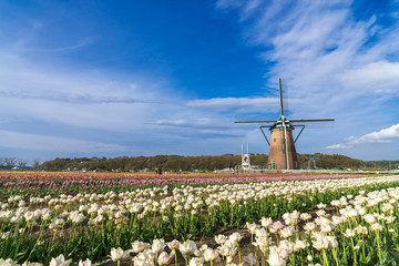 【千葉】佐倉ふるさと広場の風車とチューリップ