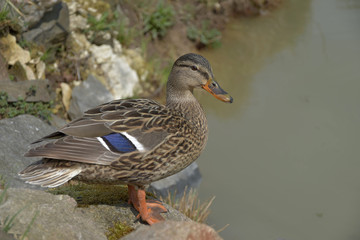 Anas platyrhynchos. A wild duck sits on a moss-covered stone.