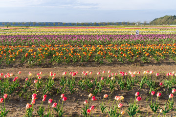 【千葉】佐倉ふるさと広場の風車とチューリップ