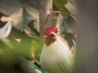 Bantams in The Garden