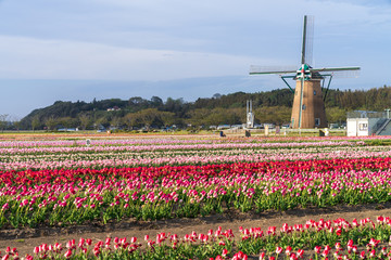 【千葉】佐倉ふるさと広場の風車とチューリップ