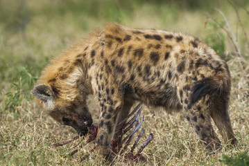 Hyena eating, Africa