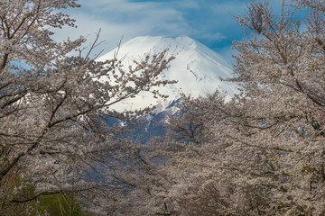 Sakura, Cherry blossom 