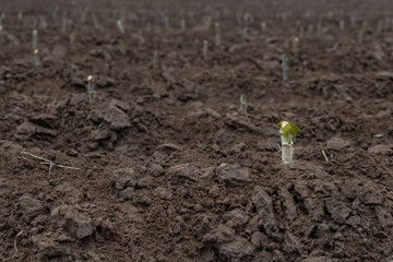 One of the cut stems of tapioca is now planted in the fertilized plantation.