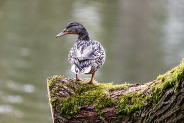 Wild animal duck