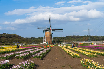 【千葉】佐倉ふるさと広場の風車とチューリップ