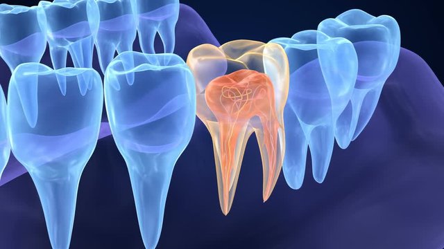Transparent teeth. Endodontics inner structure of molar teeth. 3D animation