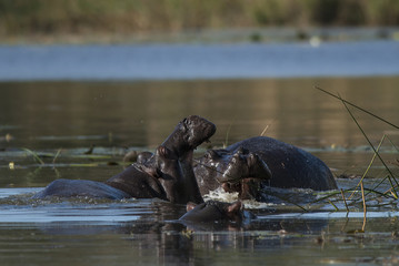 Hippopotamus , Kruger National Park , Africa