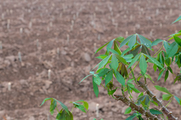 The tapioca trees with blurred  plantation field as the background.