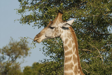 Giraffa, Kruger National Park