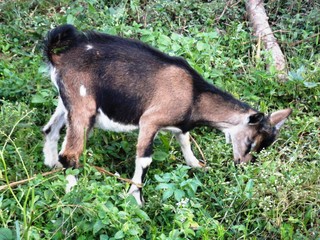 Goat kid German Alpine