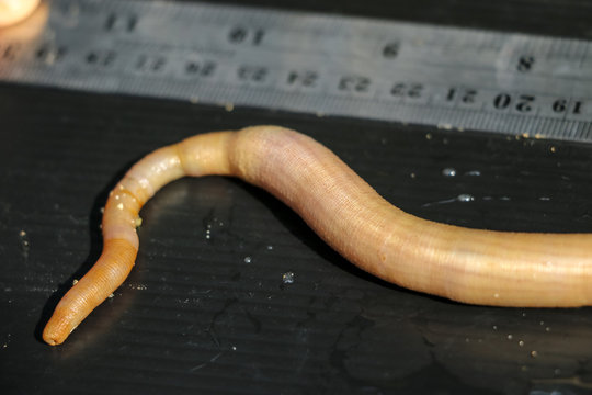 Nemertea is a phylum of invertebrate animals also known as ribbon worms or proboscis worms in the Sea for education.